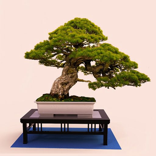 Bonsai Tree Apps for Android in 2022